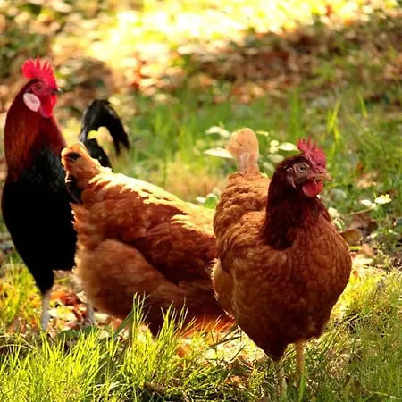 2 Coeurs 2 Landes منزل للإقامة *