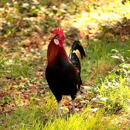 Homestay 2 Coeurs 2 Landes *