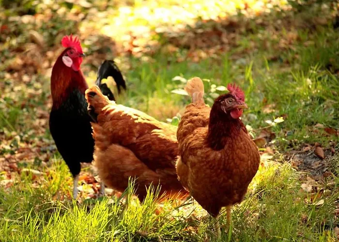 2 Coeurs 2 Landes Privatunterkunft *