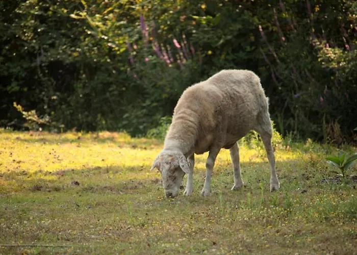 Privatunterkunft 2 Coeurs 2 Landes Garrosse